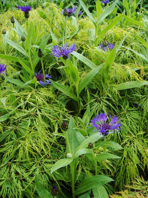 Centaurea montana et Acer palmatum